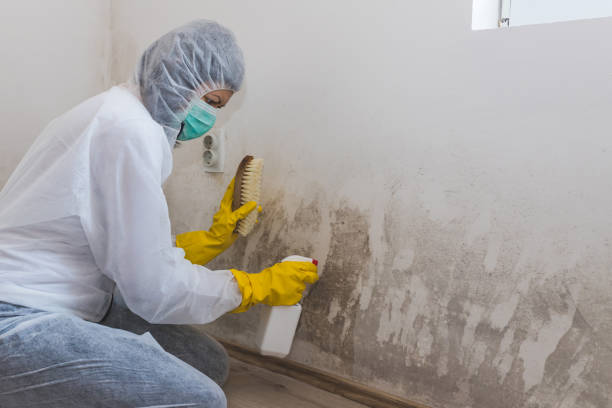 Best Black Mold Remediation in Mcadoo, PA