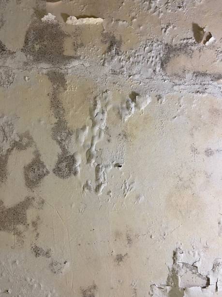 Best Post-Flood Mold Remediation in Mcadoo, PA