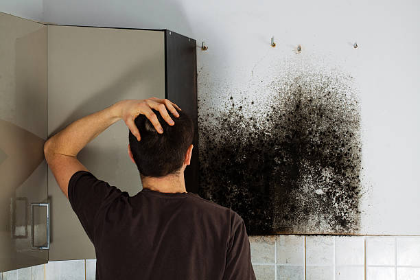 Best Preventive Mold Services in Mcadoo, PA